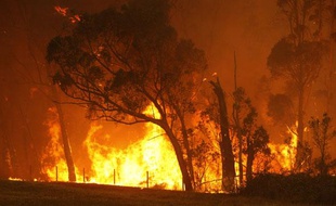 A bushfire burns through a forest on the outskirts of Labertouche, 90km (56 miles) east of Melbourne February 7, 2009. Aircraft dropped water bombs on raging Australian bush fires on Saturday as a "once in a century" heatwave sparked dozens of blazes across the country. REUTERS/Mick Tsikas (AUSTRALIA)