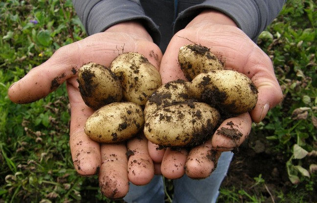 Rennes : Des patates produites au stade de foot pour des frites plus locales ?