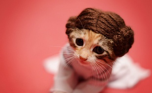 Un chaton déguisé en princesse Leia de «Star Wars» et photographié par Wendy Robbins.