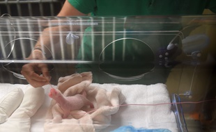 Le second bébé panda du zoo de Beauval est en pleine forme.