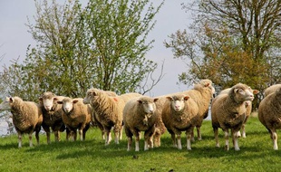 Un troupeau de moutons dans la Sarthe.