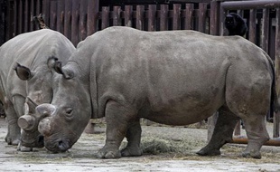 Deux rhinocéros blancs arrivés au Kenya en provenance d'un zoo tchèque, le 20 décembre 2009.