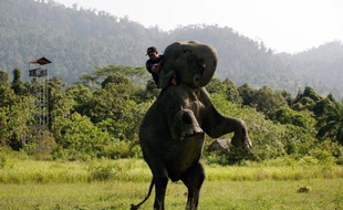 Un éco-guerrier sur son éléphant de Sumatra s'apprête à patrouiller dans la jungle de l'île le 25 janvier 2015