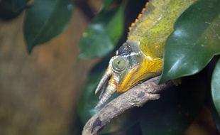 Illustration d'un caméléon.