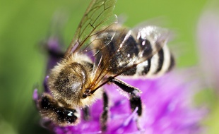 Une abeille butinant la fleur d'un trèfle. (Illustration)