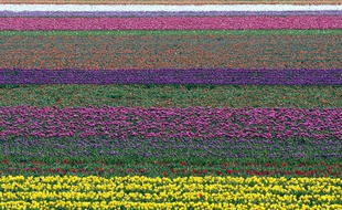 Un champ de tulipes près de Manosque