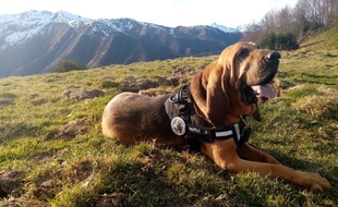 Happle, femelle saint-hubert de la gendarmerie, a sauvé sa vingtième personne dans l'Aude.