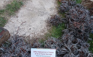 Ces pièges ont été saisis dans le Var par les garde-chasses.