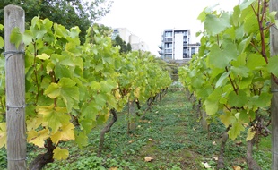 Le parc de Bercy aussi a ses vignes... Elles sont mêmes lus visibles des passants que celles de Montmartre.