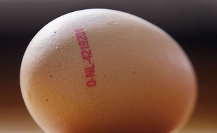 Des millions d'oeufs contaminés ont dû être retirés des rayons un peu partout en Europe.