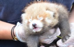 Un parc animalier de Seine-Maritime contraint d’euthanasier un bébé panda r…