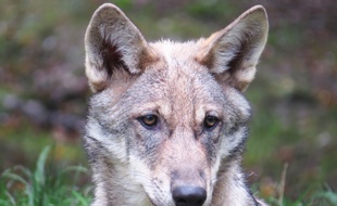 Illustration d'un loup.