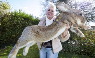 Simon le lapin géant est mort dans les soutes de United Airlines