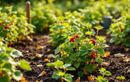 Pourquoi planter les petits fruits au potager en fin d’été booste vos récoltes dès l’année suivante