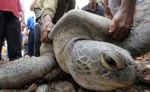 La mort mystérieuse dans le nord-est de l'Australie de plus de 70 tortues vertes laissait perplexes vendredi les scientifiques, qui n'ont décelé aucune cause évidente du décès de ces animaux marins dont l'espèce est protégée.