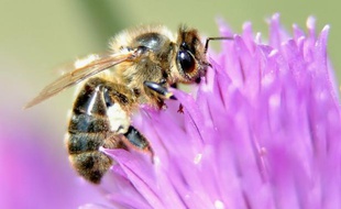 La Commission européenne pourrait proposer d'interdire l'utilisation de certains pesticides après les conclusions "inquiétantes" rendues mercredi par l'autorité européenne de sécurité des aliments (EFSA) sur leur impact létal pour les abeilles.
