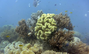 Principale menace pour le corail : le changement climatique