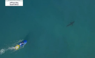 Un requin s'incruste dans une compétition de surf - Le Rewind (video)