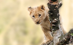 Un lionceau (illustration).