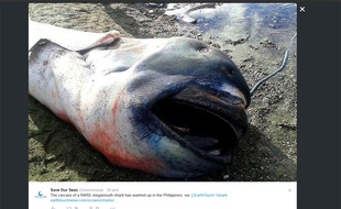 Un requin grande-gueule s'échoue sur une plage aux Philippines.