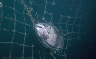 Un thon albacore pris dans les filets. L'espèce, que l'on retrouve dans les eaux tropicales, est considérée aujourd'hui comme surexploitée. (Photo illustration)