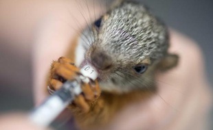 Une infirmière donne un médicament à un écureuil dans le centre vétérinaire du zoo de San Jose, le 28 août 2014