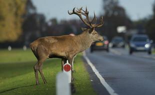 Des millions d'animaux sauvages meurent chaque année sur les routes
