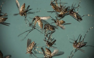 Aedes aegypti est une espèce de moustique qui est le vecteur principal de la dengue, de la zika, de la chikungunya et de la fièvre jaune