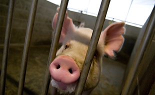 Un cochon de l'université UC Davis, en Californie.