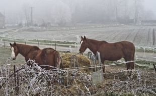 Des chevaux (Illustration)