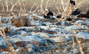 Les caïmans de la rivière Pilcomayo, au Paraguay, ont la peau blanchie par la déshydratation sont épuisés par la chaleur et la dénutrition