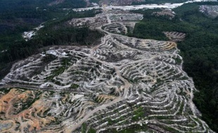 Photo aérienne du 24 février 2014 d'une province de l'île de Bornéo, en Indonésie, où la forêt vierge est détruite pour faire place à une plantation de palmiers à huile