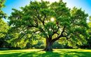 Noyer en été : comment une taille légère en août protège vos récoltes et booste la santé de l’arbre