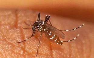 Un voyageur étranger venu d'Inde, porteur du virus du chikungunya, serait à l'origine de l'épidémie qui a touché plus de 160 personnes dans le nord-est de l'Italie, une transmission locale qui constitue une "première mondiale" hors des tropiques, selon des experts.