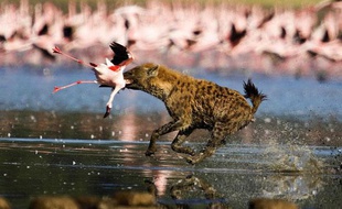 Une hyène attaque une colonie de flamants roses aux abords du lac Nakuru au Kenya, le 10 juin 2009.