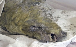 Une gigantesque tête de loup vieille de 32.000 ans a été découverte en Sibérie.