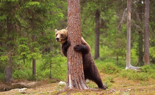 Un ours brun. Illustration.