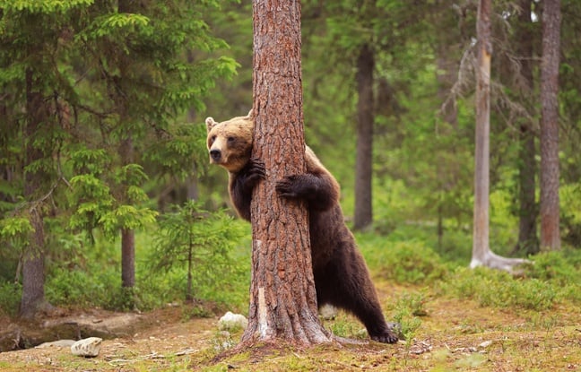 Roumanie : Le « plus grand » des ours bruns aurait été abattu par un prince du Liechtenstein