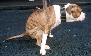 Un chien qui fait ses besoins dans la rue. Illustration.