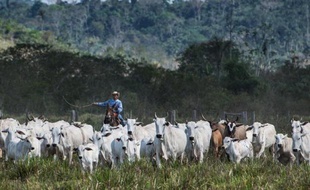 Un agriculteur déplace son bétail dans une ferme de Sao Felix do Xingu, dans l'Etat de Para, au nord du Brésil, le 8 août 2013