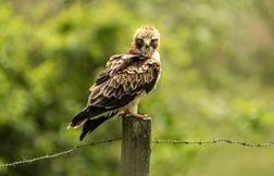 L’aigle botté, un petit rapace aux grands talents
