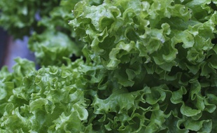 Des salades (illustration).