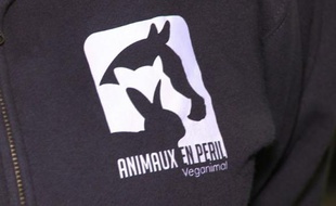 Corrida: un procès sous haute tension débute jeudi à Nîmes