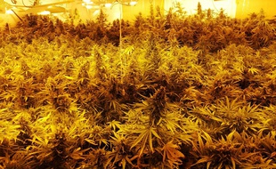 Illustration de pieds de cannabis.
