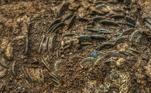 Photo publiée le 19 novembre 2015 par le service d'archéologie du canton d'Argovie (nord de la suisse) montre le trésor de vieilles pièces découvert dans un verger à Ueken