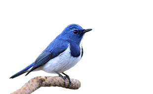 Assis sur un fauteuil faussement rembourré, l’écrivain guette l’oiseau bleu, signe d’une histoire fantastique