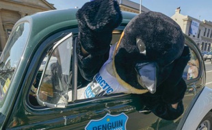 Un militant écologiste déguisé en pingouin, le 19 octobre 2015 à Hobart, en Tasmanie (Australie)