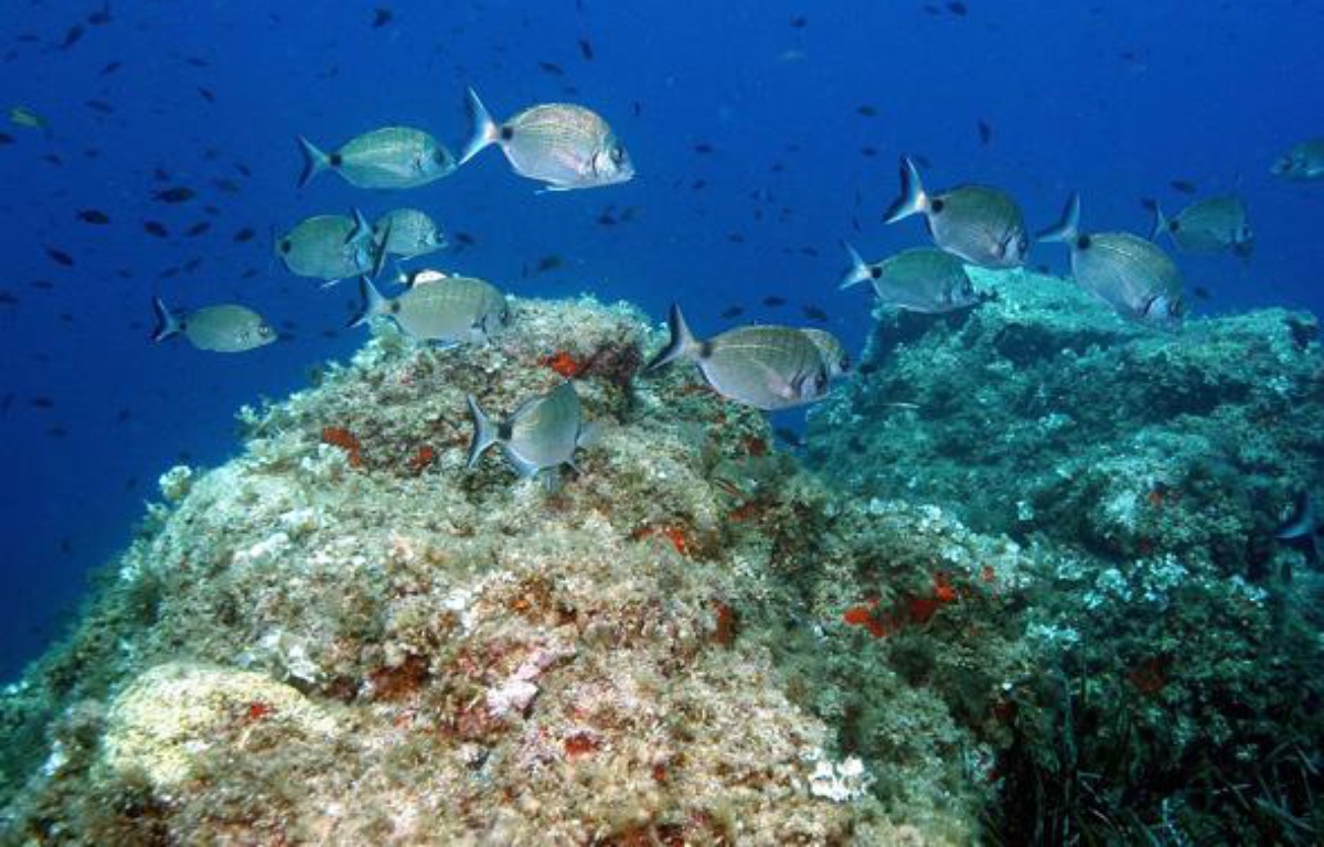Golfe De La Mer Rouge Mots Fléchés Qui vit dans la mer?