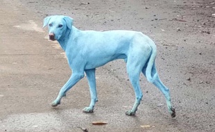L'un des chiens bleus repérés dans les rues de Mumbai, en Inde.