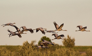 Vol de grues cendrées